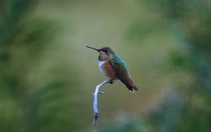 Preview wallpaper rufous hummingbird, hummingbird, bird, beak, blur