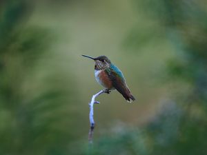 Preview wallpaper rufous hummingbird, hummingbird, bird, beak, blur