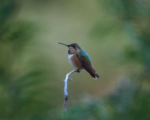 Preview wallpaper rufous hummingbird, hummingbird, bird, beak, blur