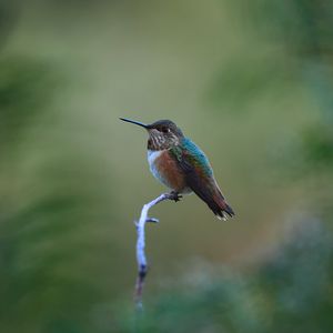 Preview wallpaper rufous hummingbird, hummingbird, bird, beak, blur