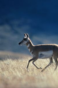 Preview wallpaper running, antelope, grass, prairie