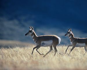 Preview wallpaper running, antelope, grass, prairie