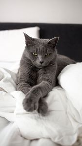 Preview wallpaper russian blue cat, cat, animal, pet, gray, glance