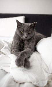 Preview wallpaper russian blue cat, cat, animal, pet, gray, glance