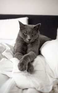 Preview wallpaper russian blue cat, cat, animal, pet, gray, glance