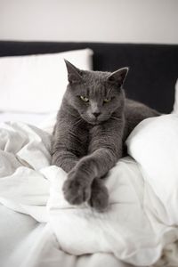 Preview wallpaper russian blue cat, cat, animal, pet, gray, glance