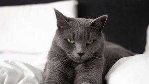 Preview wallpaper russian blue cat, cat, animal, pet, gray, glance