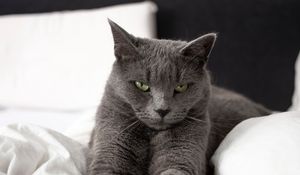 Preview wallpaper russian blue cat, cat, animal, pet, gray, glance