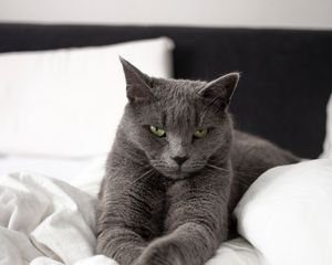 Preview wallpaper russian blue cat, cat, animal, pet, gray, glance