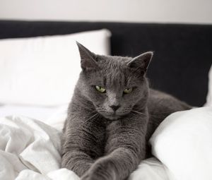 Preview wallpaper russian blue cat, cat, animal, pet, gray, glance