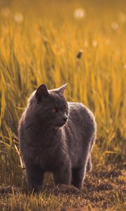 Preview wallpaper russian blues, cat, gray, pet, grass