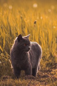 Preview wallpaper russian blues, cat, gray, pet, grass