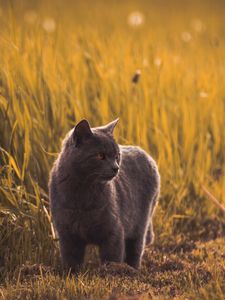 Preview wallpaper russian blues, cat, gray, pet, grass