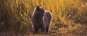 Preview wallpaper russian blues, cat, gray, pet, grass