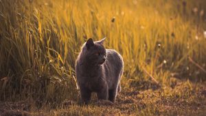 Preview wallpaper russian blues, cat, gray, pet, grass