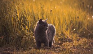 Preview wallpaper russian blues, cat, gray, pet, grass