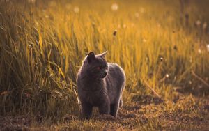 Preview wallpaper russian blues, cat, gray, pet, grass