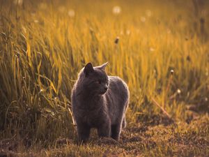 Preview wallpaper russian blues, cat, gray, pet, grass