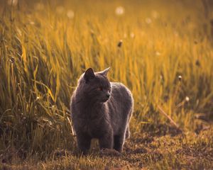 Preview wallpaper russian blues, cat, gray, pet, grass