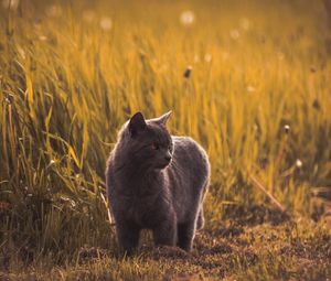 Preview wallpaper russian blues, cat, gray, pet, grass