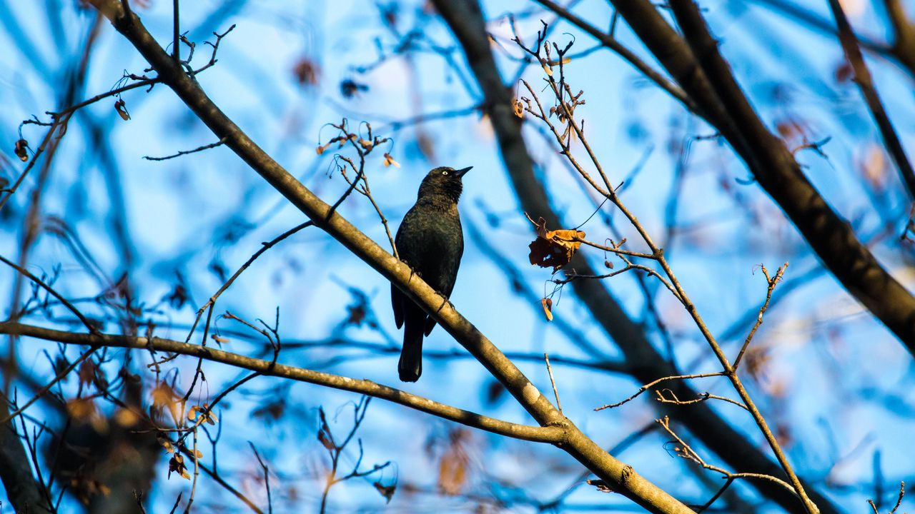 Wallpaper rusty blackbird, bird, branches