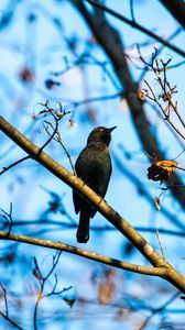 Preview wallpaper rusty blackbird, bird, branches