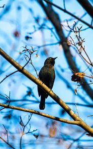 Preview wallpaper rusty blackbird, bird, branches