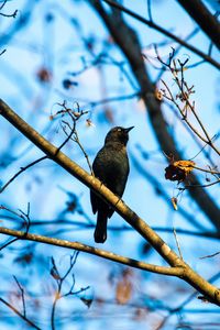 Preview wallpaper rusty blackbird, bird, branches