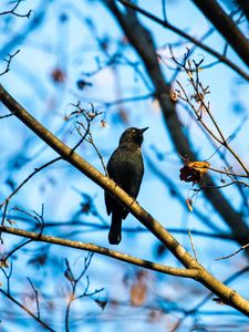 Preview wallpaper rusty blackbird, bird, branches