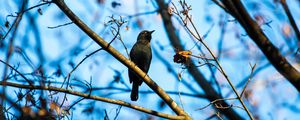 Preview wallpaper rusty blackbird, bird, branches