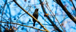 Preview wallpaper rusty blackbird, bird, branches