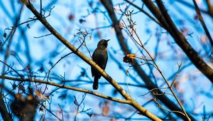 Preview wallpaper rusty blackbird, bird, branches