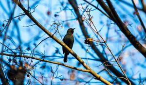 Preview wallpaper rusty blackbird, bird, branches