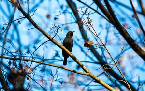 Preview wallpaper rusty blackbird, bird, branches