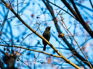Preview wallpaper rusty blackbird, bird, branches