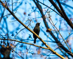 Preview wallpaper rusty blackbird, bird, branches