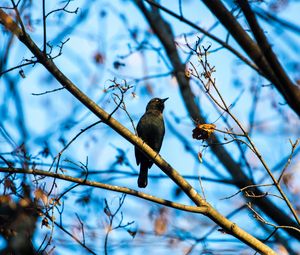 Preview wallpaper rusty blackbird, bird, branches