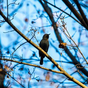 Preview wallpaper rusty blackbird, bird, branches