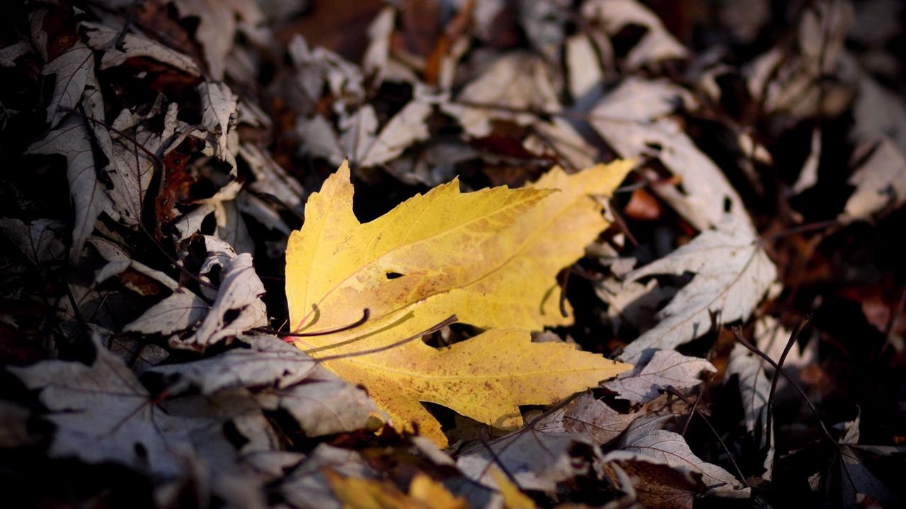 Wallpaper ry, autumn, fallen