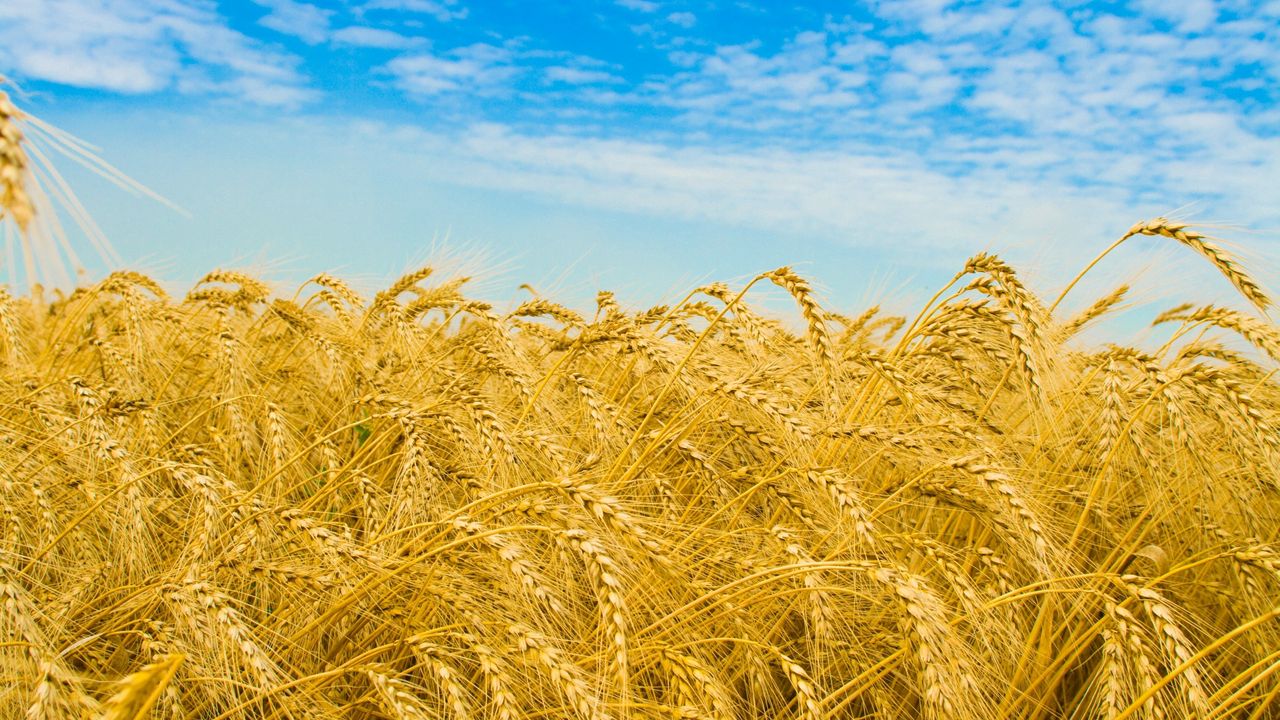 Wallpaper rye, ears, field, golden, sky, agriculture