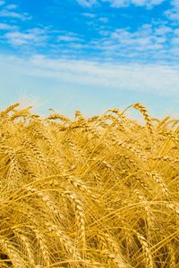 Preview wallpaper rye, ears, field, golden, sky, agriculture