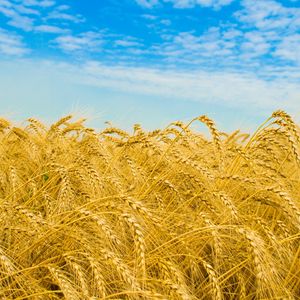 Preview wallpaper rye, ears, field, golden, sky, agriculture