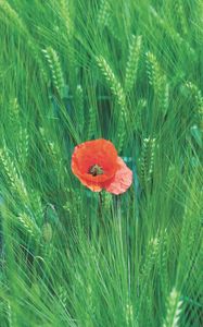 Preview wallpaper rye, poppy, flower, spikelets, field