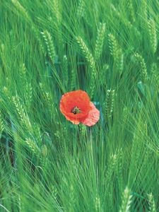 Preview wallpaper rye, poppy, flower, spikelets, field