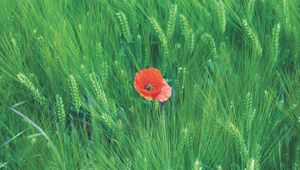 Preview wallpaper rye, poppy, flower, spikelets, field