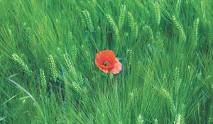 Preview wallpaper rye, poppy, flower, spikelets, field