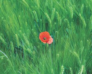 Preview wallpaper rye, poppy, flower, spikelets, field