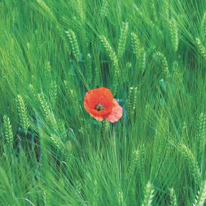 Preview wallpaper rye, poppy, flower, spikelets, field