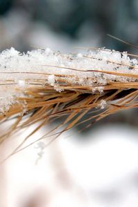 Preview wallpaper rye, snow, wind