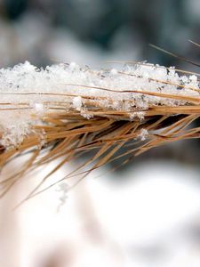 Preview wallpaper rye, snow, wind